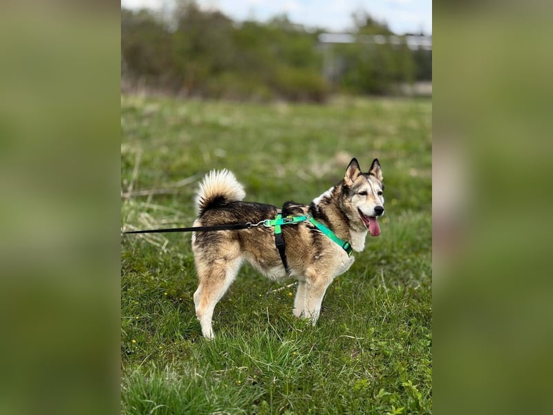 Savanna, geb. 06/2021 -Von der Straße ins Glück - wer schenkt ihr ein Zuhause?