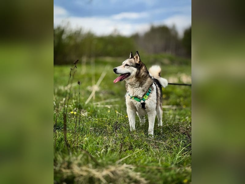 Savanna, geb. 06/2021 -Von der Straße ins Glück - wer schenkt ihr ein Zuhause?
