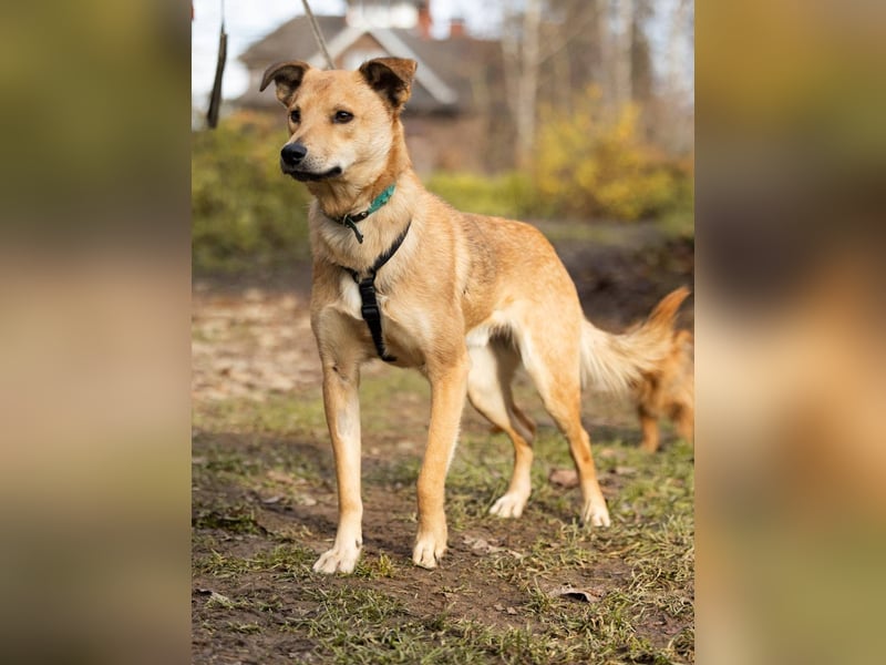 EMIL *geb. 09/2024 - kleine Seele ist bereit für ihr eigenes Körbchen