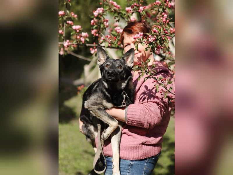 VARJA *geb. 03/2024 - eine liebevolle Hündin auf der Suche nach Geborgenheit
