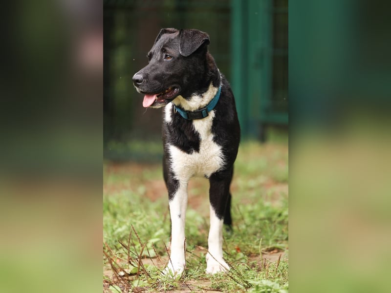 Gala, geb. 08/2023 – die perfekte Familienhündin!