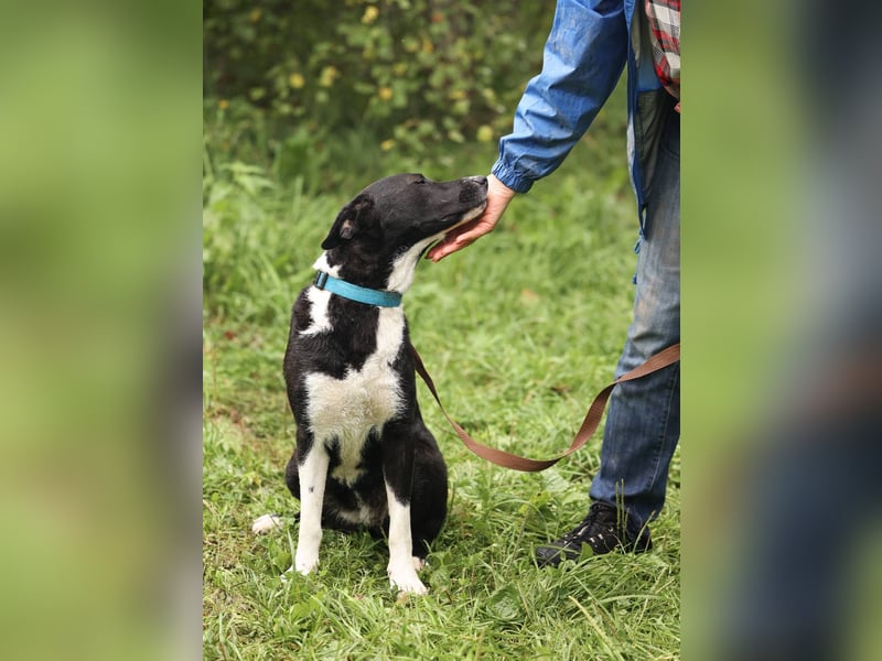 Gala, geb. 08/2023 – die perfekte Familienhündin!