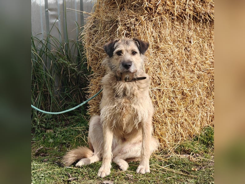 RONI *geb. 01/2023 - aktiver Gefährte mit Herz und Mut sucht sein Zuhause