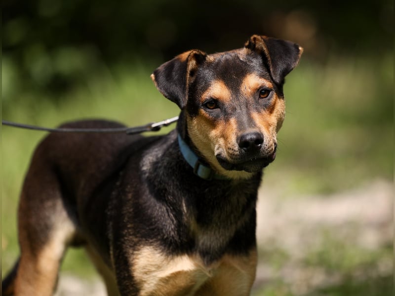 BOSCO *geb. 09/2024 - kleine Seele ist bereit für ihr eigenes Körbchen