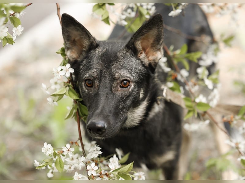 VARJA *geb. 03/2024 - eine liebevolle Hündin auf der Suche nach Geborgenheit