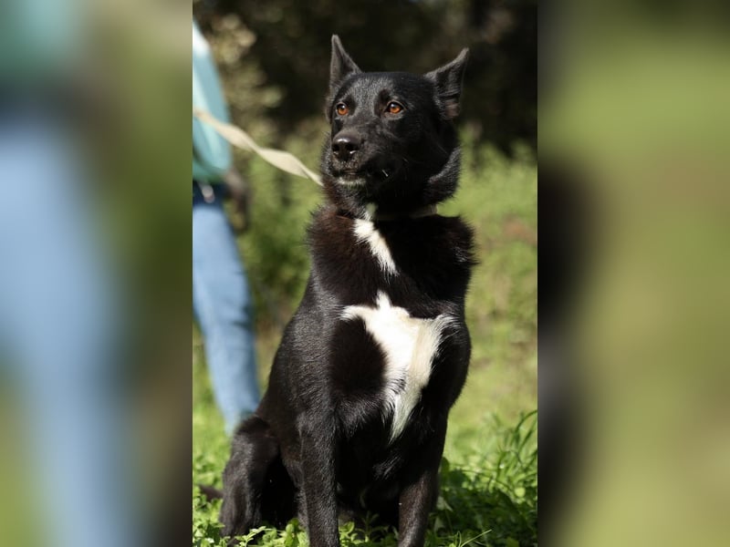 Nika *geb. 02/2024 – Ein Herz auf vier Pfoten sucht ihr Zuhause