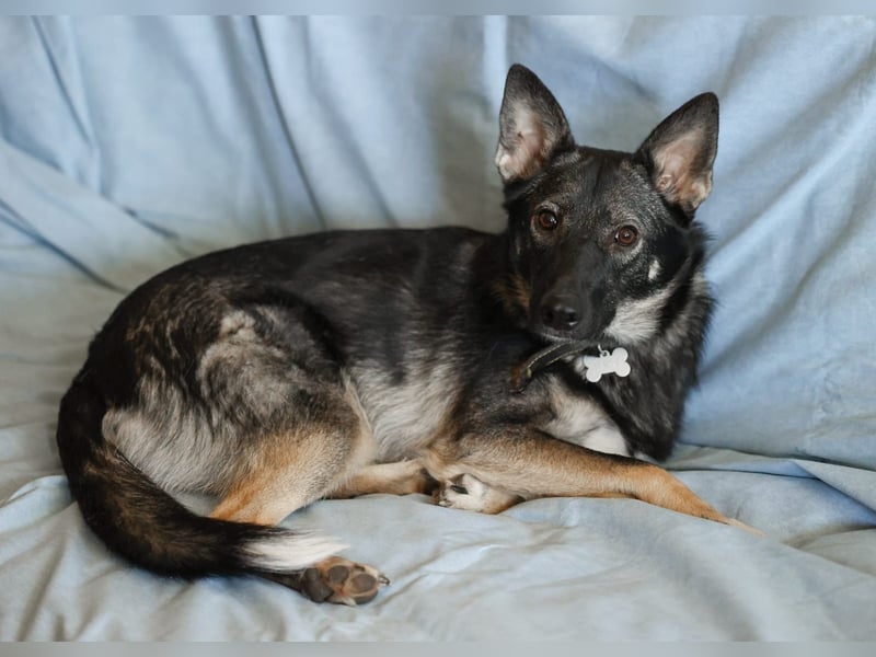 VARJA *geb. 03/2024 - eine liebevolle Hündin auf der Suche nach Geborgenheit