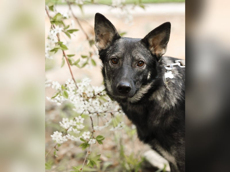 VARJA *geb. 03/2024 - eine liebevolle Hündin auf der Suche nach Geborgenheit