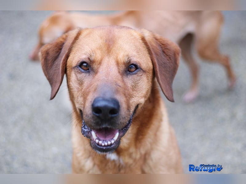 Boston, der schlaue und sensible Hund