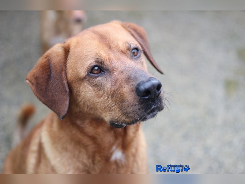 Boston, der schlaue und sensible Hund