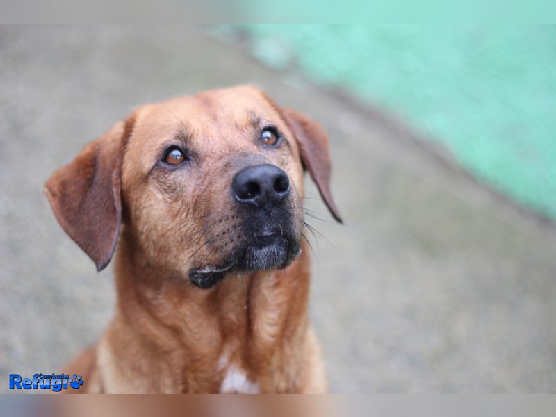 Boston, der schlaue und sensible Hund