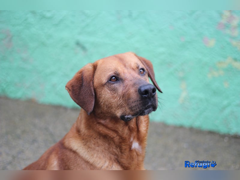 Boston, der schlaue und sensible Hund