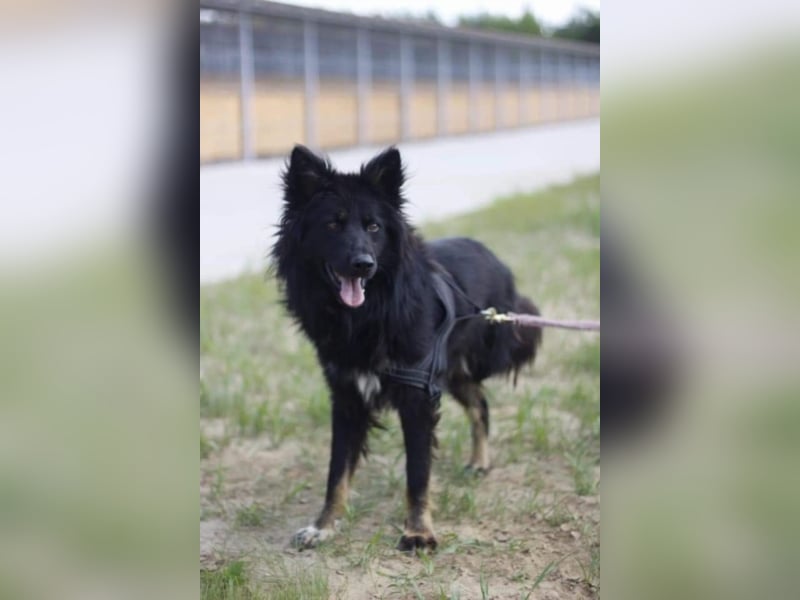 ●RAIO● [ 2 Jahre, 55 cm, Dreibeiner]