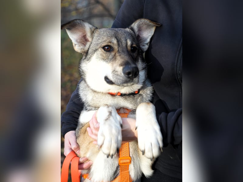 Sanfte Vivien sucht ihr liebevolles Zuhause