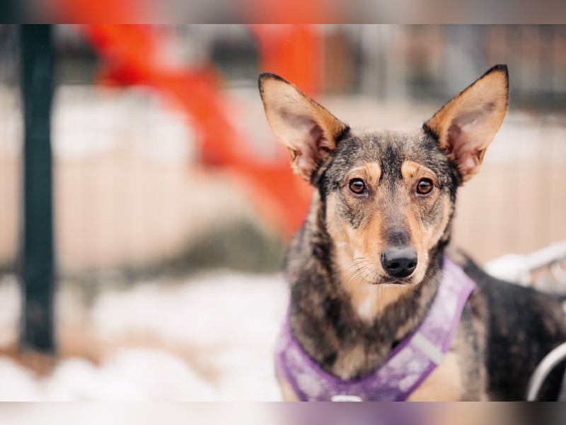 Besondere Miranda sucht ihre Menschen