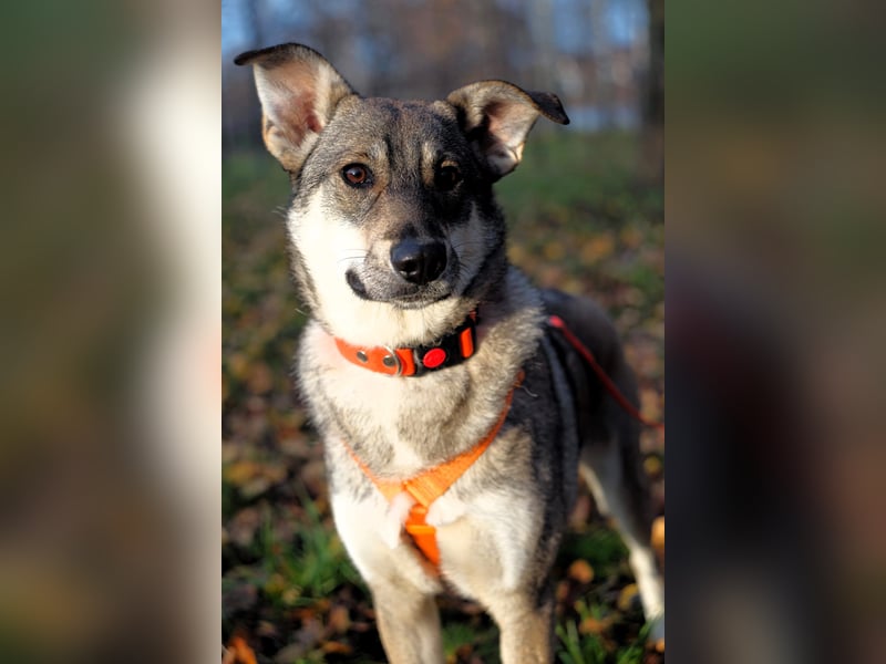 Sanfte Vivien sucht ihr liebevolles Zuhause