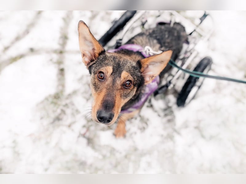 Besondere Miranda sucht ihre Menschen