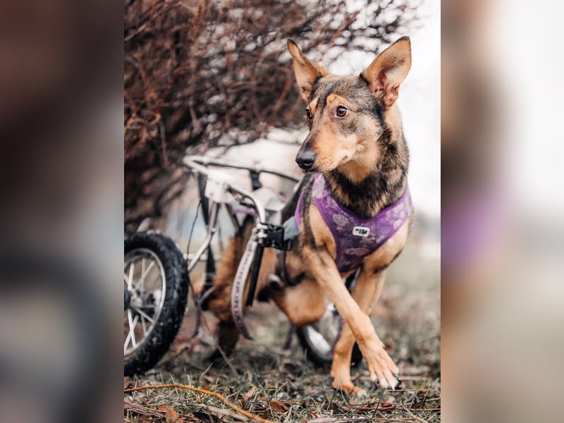 Besondere Miranda sucht ihre Familie