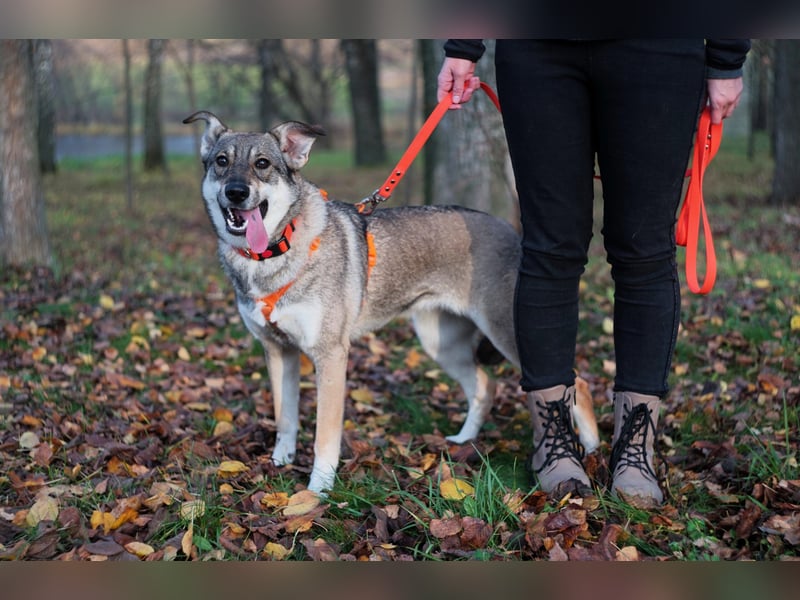 Sanfte Vivien sucht ihr liebevolles Zuhause