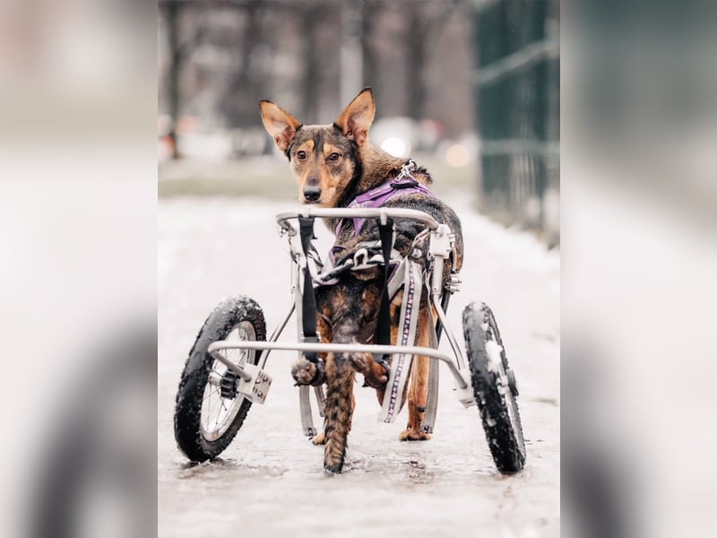 Besondere Miranda sucht ihre Familie