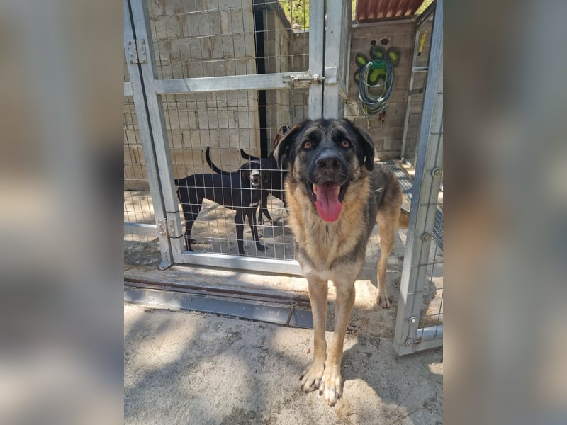 Junghund DINO (1,5 Jahre)  sucht eine Familie!