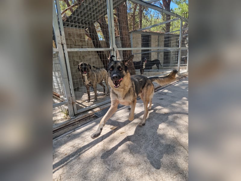 Junghund DINO (1,5 Jahre)  sucht eine Familie!
