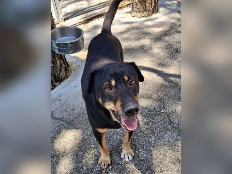 SHARPI sucht endlich eine Familie!