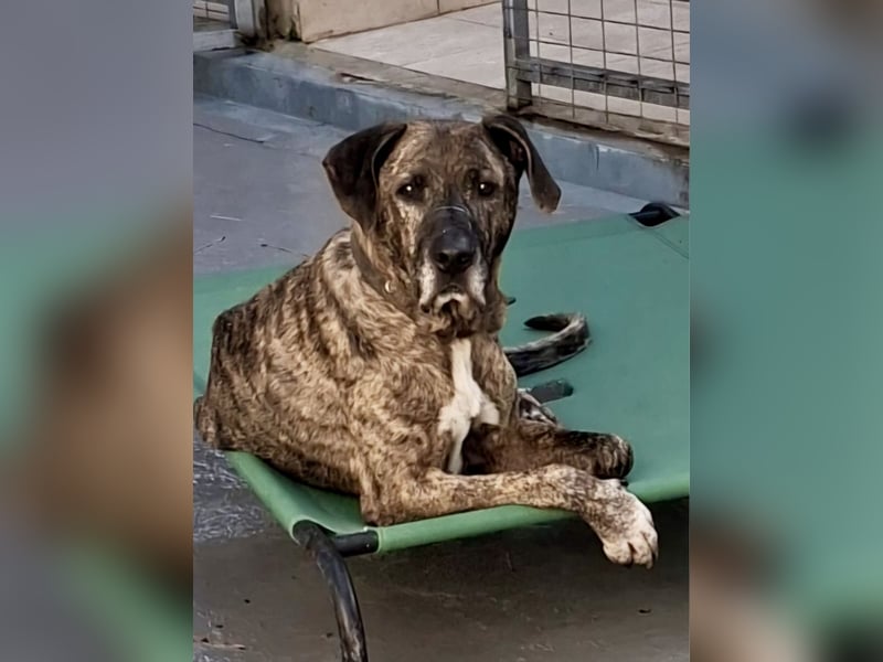 Pepper sucht eine eigene Familie!