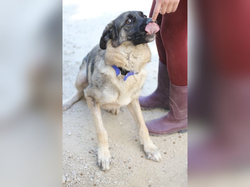 Junghund DINO (1,5 Jahre)  sucht eine Familie!