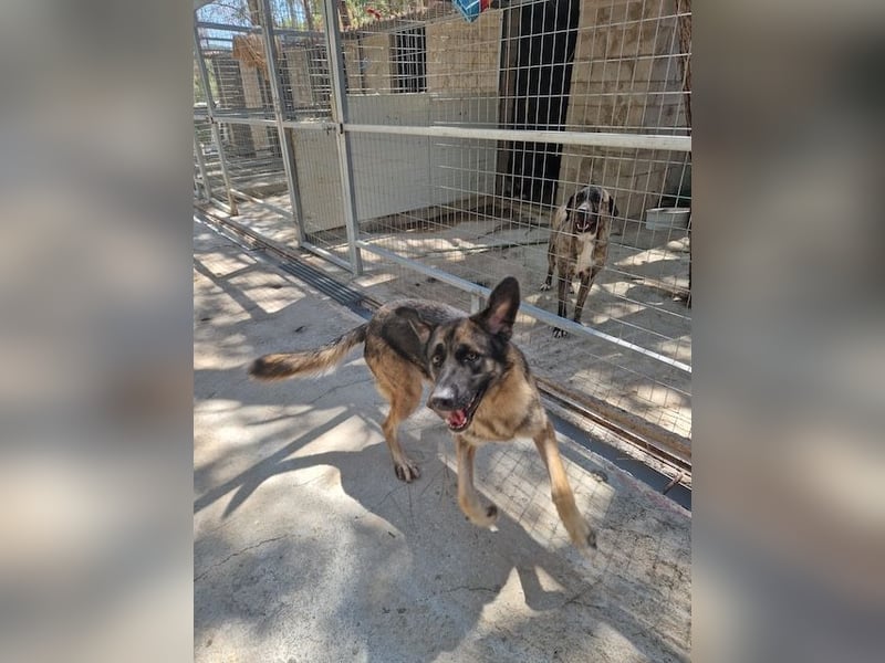 Junghund DINO (1,5 Jahre)  sucht eine Familie!