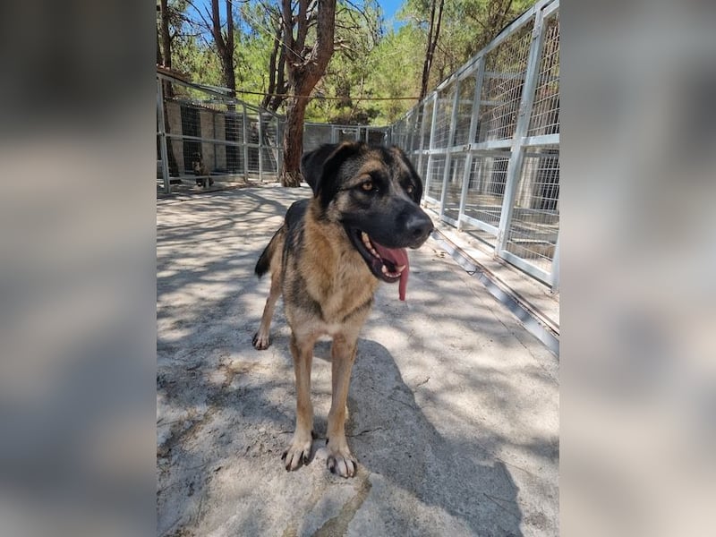 Junghund DINO (1,5 Jahre)  sucht eine Familie!