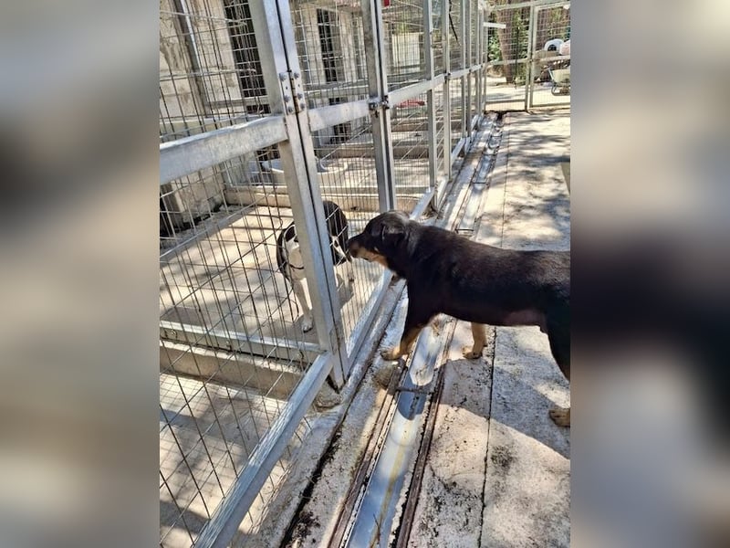 SHARPI sucht endlich eine Familie!