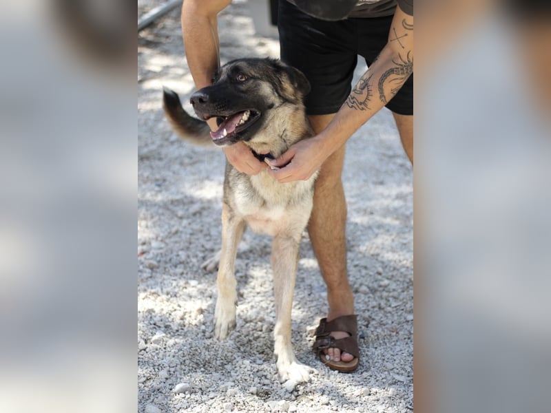 Junghund DINO (1,5 Jahre)  sucht eine Familie!