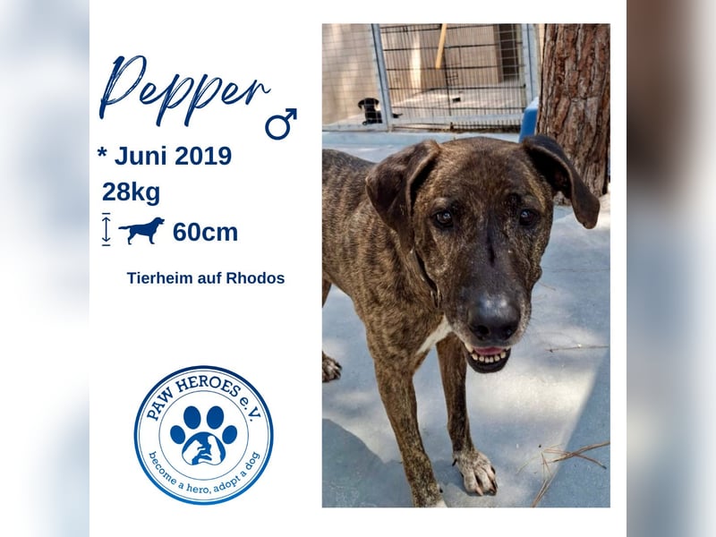 Pepper sucht eine eigene Familie!
