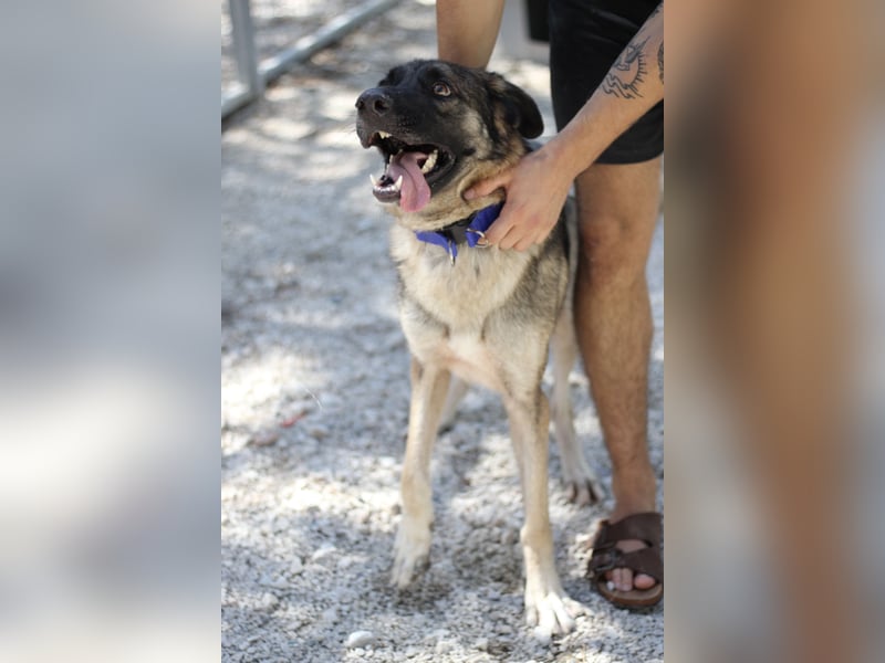 Junghund DINO (1,5 Jahre)  sucht eine Familie!
