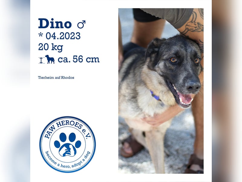 Junghund DINO (1,5 Jahre)  sucht eine Familie!