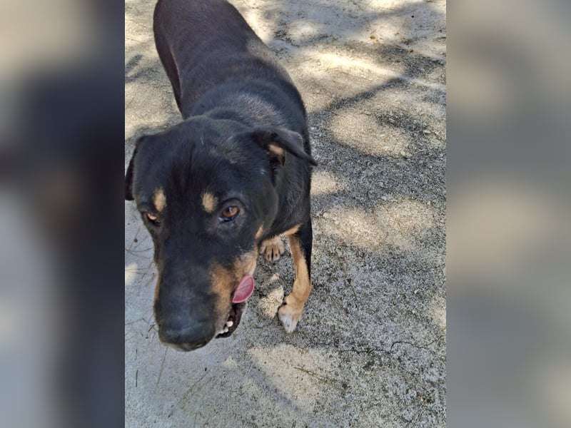 SHARPI sucht endlich eine Familie!