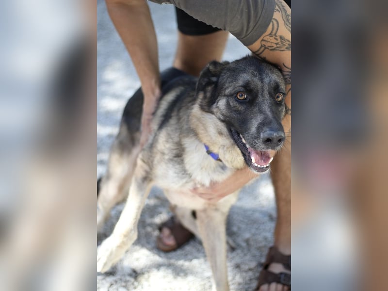Junghund DINO (1,5 Jahre)  sucht eine Familie!