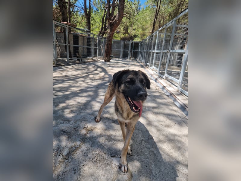 Junghund DINO (1,5 Jahre)  sucht eine Familie!