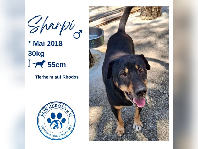 SHARPI sucht endlich eine Familie!