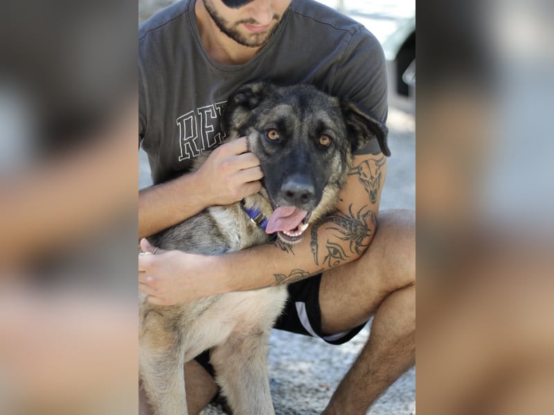 Junghund DINO (1,5 Jahre)  sucht eine Familie!