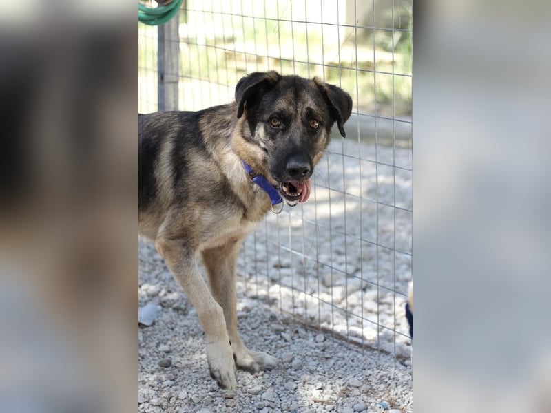 Junghund DINO (1,5 Jahre)  sucht eine Familie!