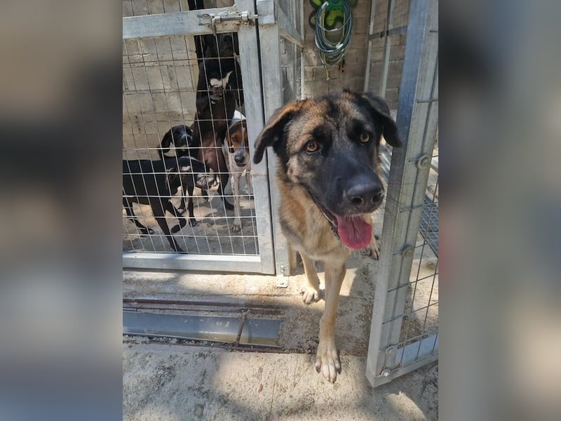 Junghund DINO (1,5 Jahre)  sucht eine Familie!