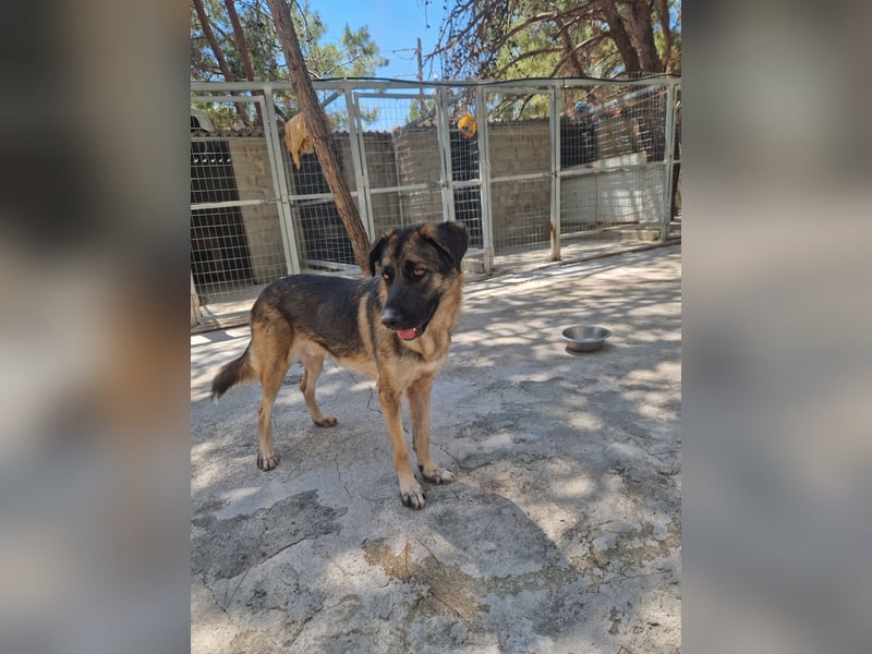 Junghund DINO (1,5 Jahre)  sucht eine Familie!