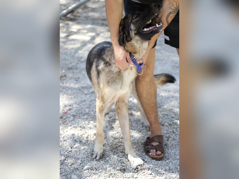 Junghund DINO (1,5 Jahre)  sucht eine Familie!