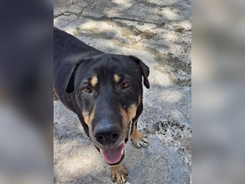 SHARPI sucht endlich eine Familie!