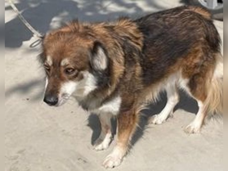 FAUN – Vom Schatten ins Licht 