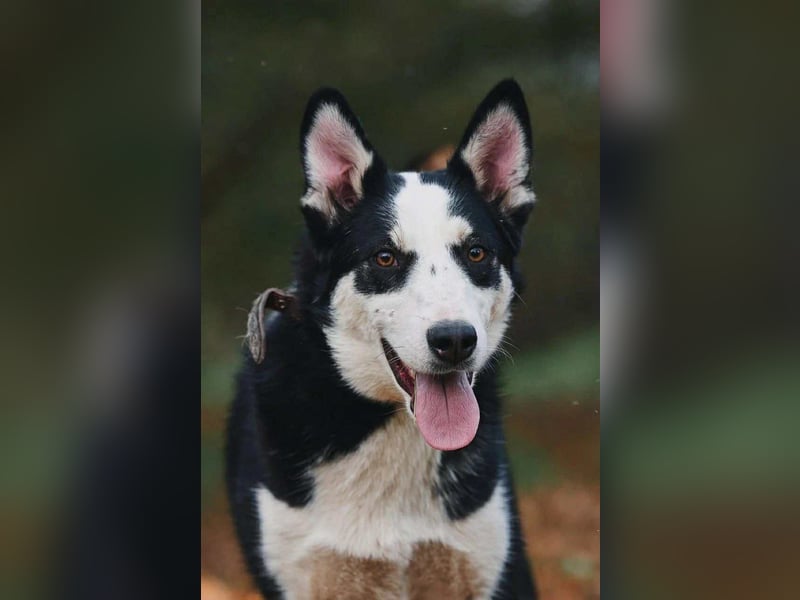 Lebensfroher Chico sucht seine Familie