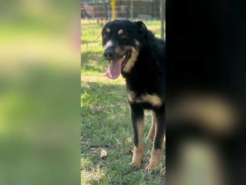 JORIS – Lebensfreude pur in schwarzem Fell