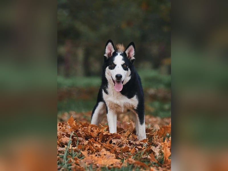 Lebensfroher Chico sucht seine Familie